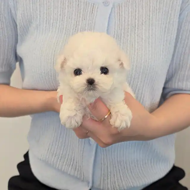 포우루트 대표 강아지 사진