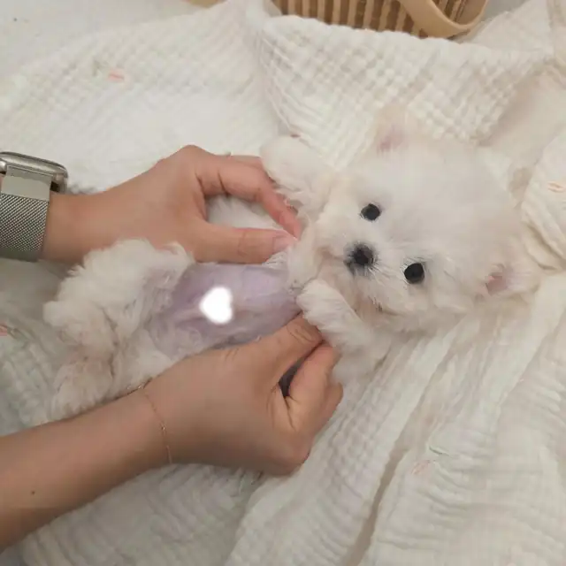 비숑프리제 사진 2