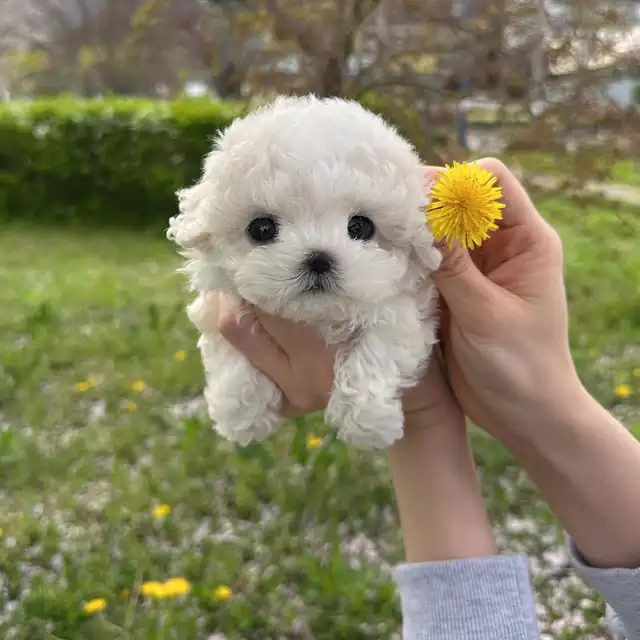 비숑프리제 사진 3