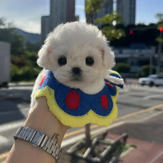 비숑프리제 사진 5
