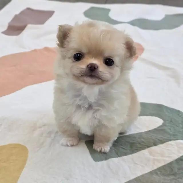 치와와 사진 1
