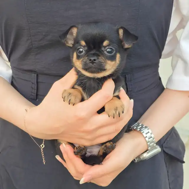 치와와 사진 3