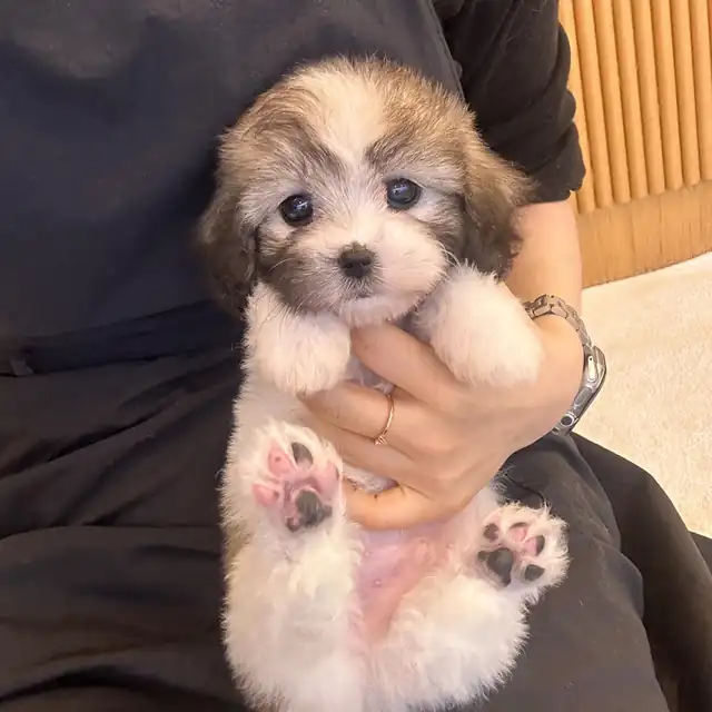 꼬숑 사진 6
