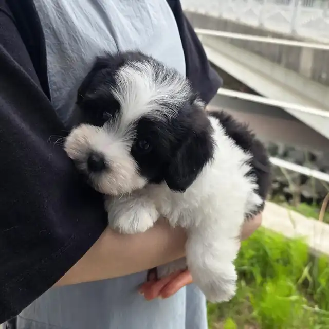 꼬숑 사진 4