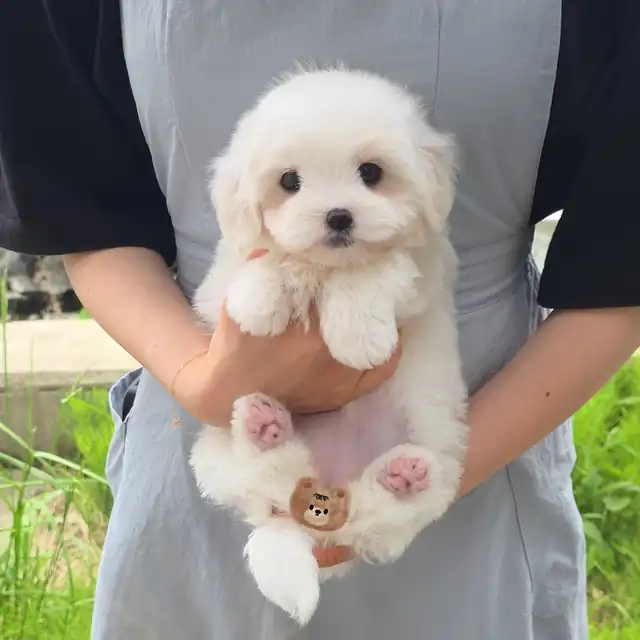 꼬숑 사진 3