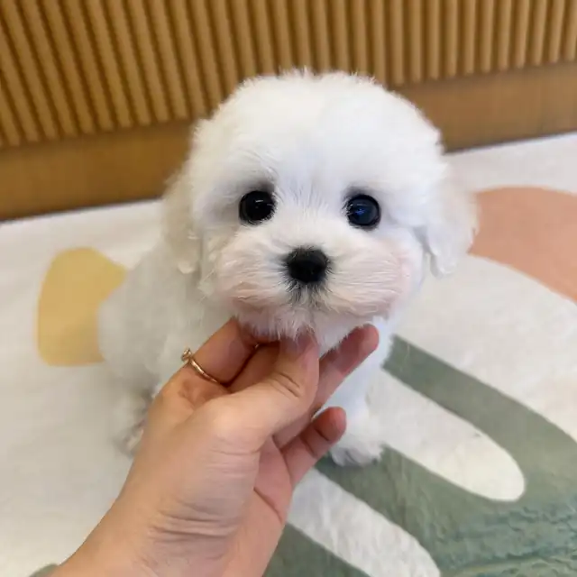 꼬숑 사진 5