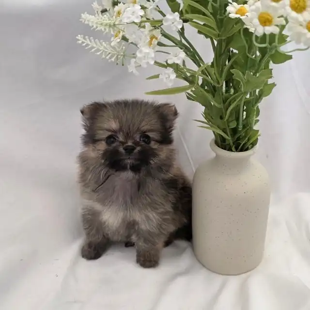 말티폼 사진 1