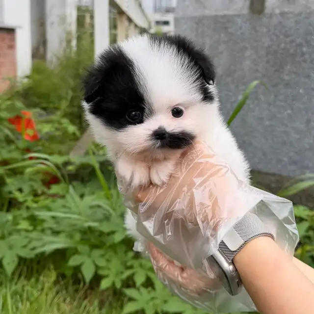 말티폼 사진 2