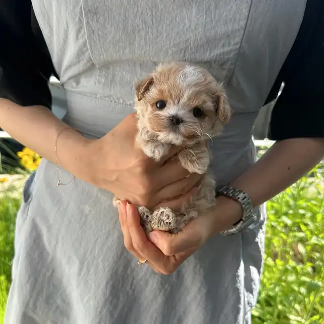 말티푸 사진 6