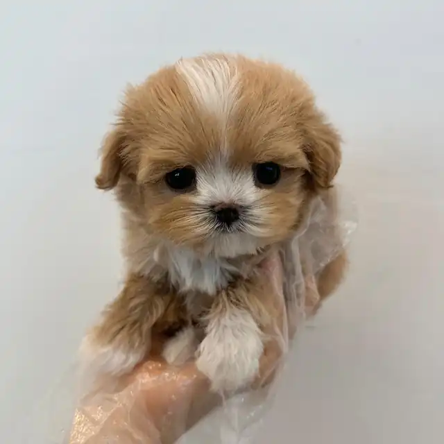 말티푸 사진 2