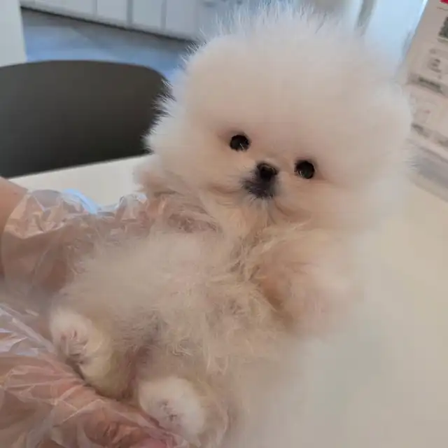포메라니안 분양