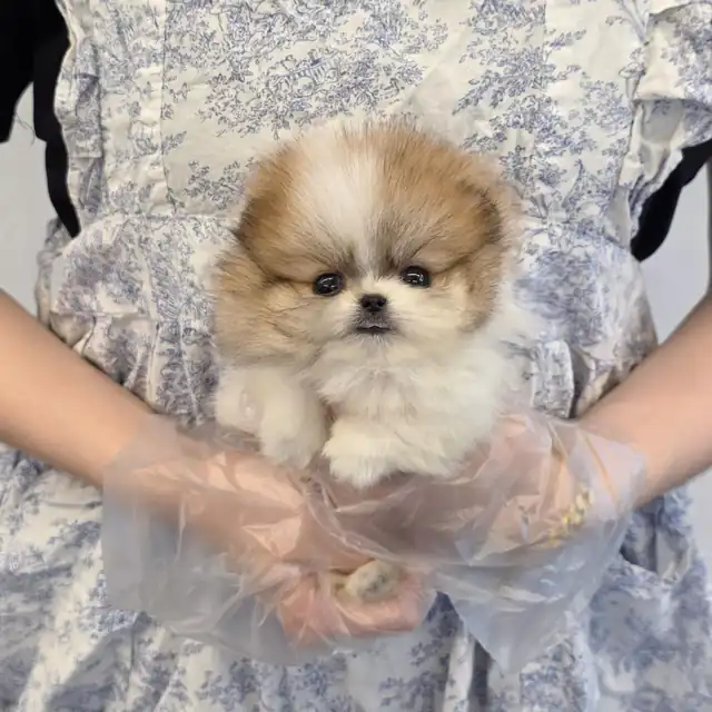 포메라니안 사진 2