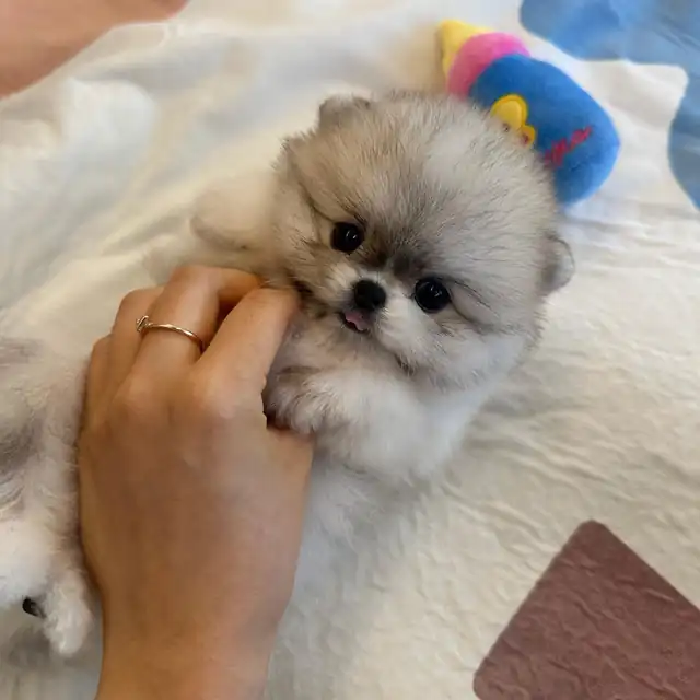 포메라니안 사진 3