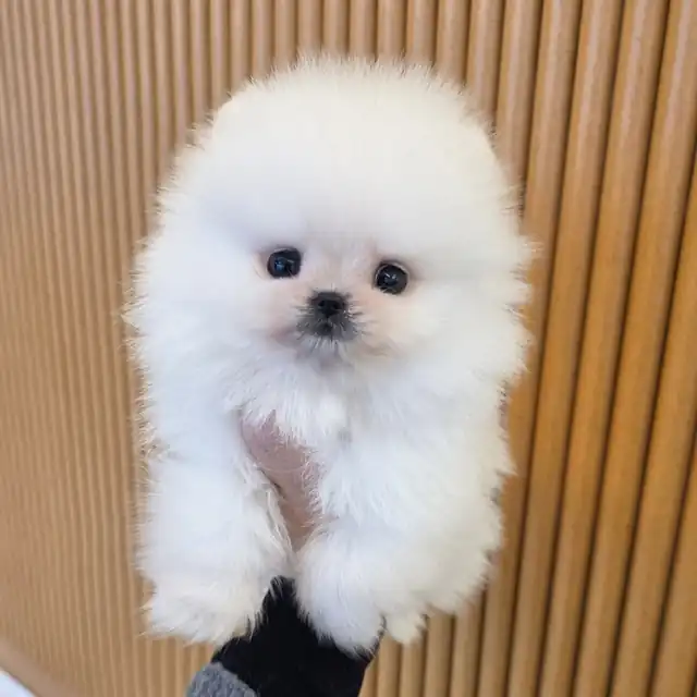 포메라니안 사진 4
