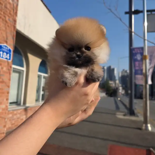 포메라니안 사진 5