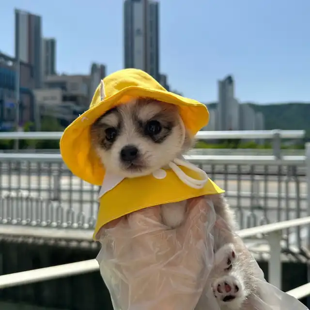 폼스키 분양