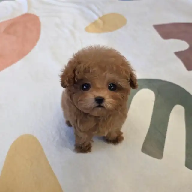 푸들 사진 5
