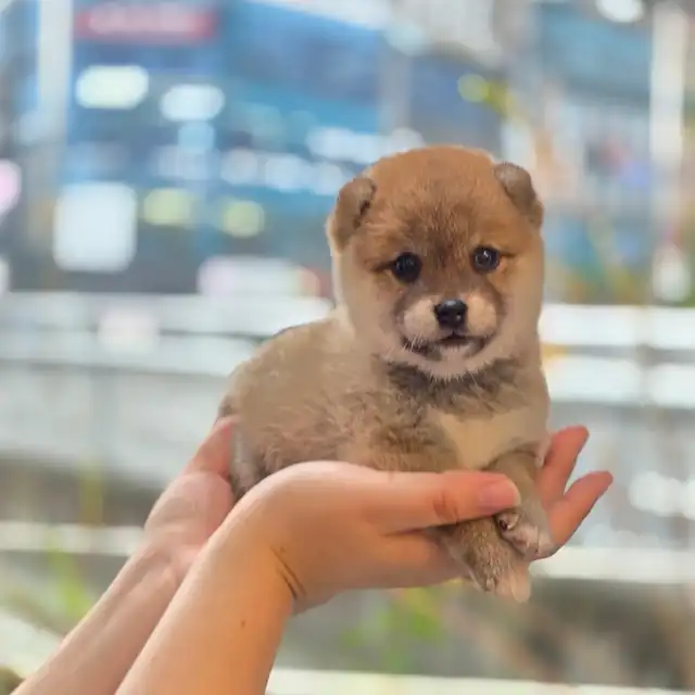 시바견 사진 3