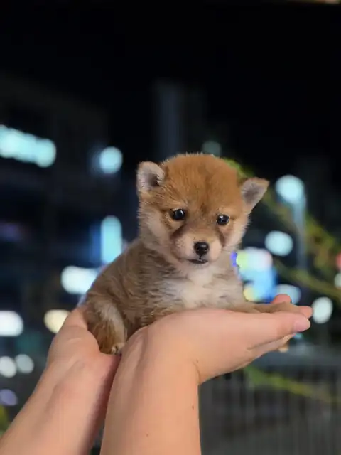 시바견 사진 4