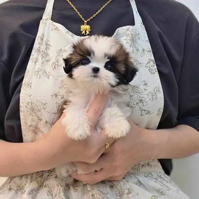 시츄 사진 2