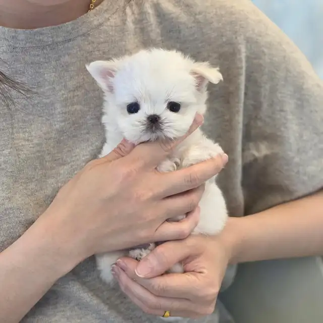 소형견 분양
