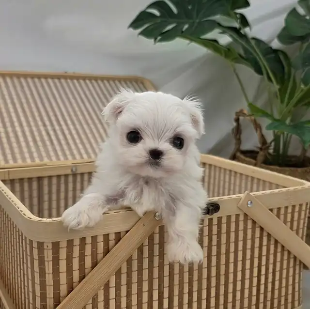 소형견 사진 6