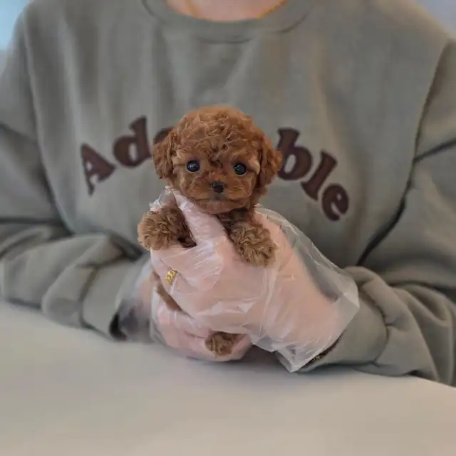 토이푸들 사진 2