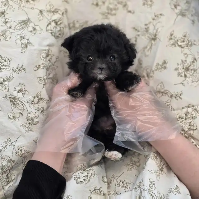 토이푸들 사진 3
