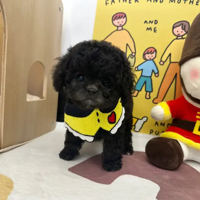토이푸들 사진 4