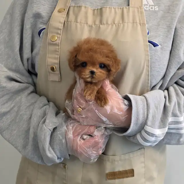 토이푸들 사진 5