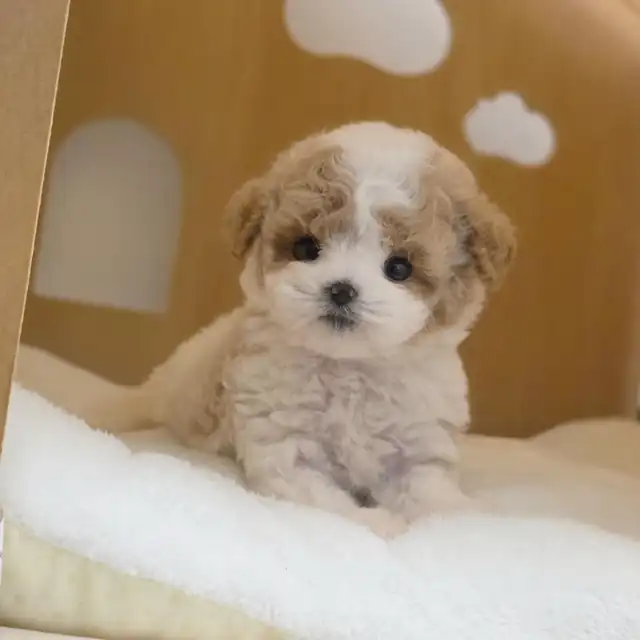 토이푸들 사진 6