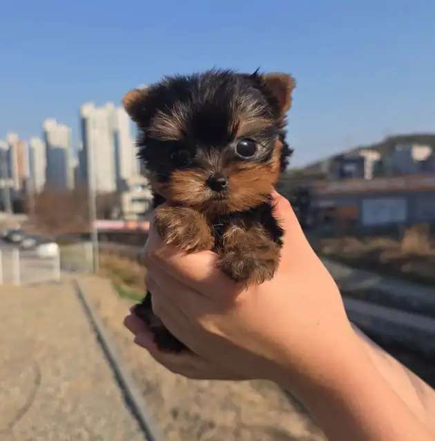 요크셔테리어 사진 2